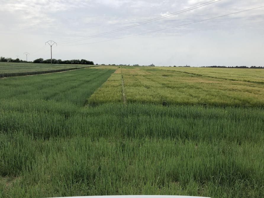 Trois dates de semis ont été testées pour des variétés d'orge de printemps. Dans cette vue prise le 3 juin, on distingue de gauche à droite, les semis du 6 avril, du 22 novembre dernier et du 24 octobre dernier.