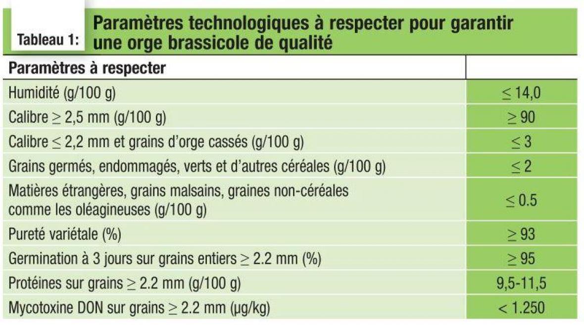 ORGE BRASSICOLE