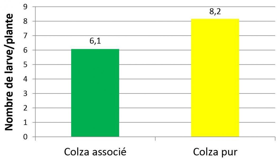 Figure 2: comparaison de la présence des altises dans le colza seul ou en association.