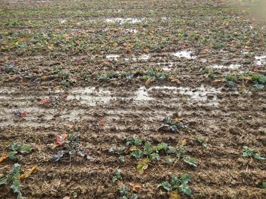 Certaines parcelles de colza ont connu un excès en eau lors de cet hiver très arrosé. Vue prise le 10 décembre, l’an dernier.