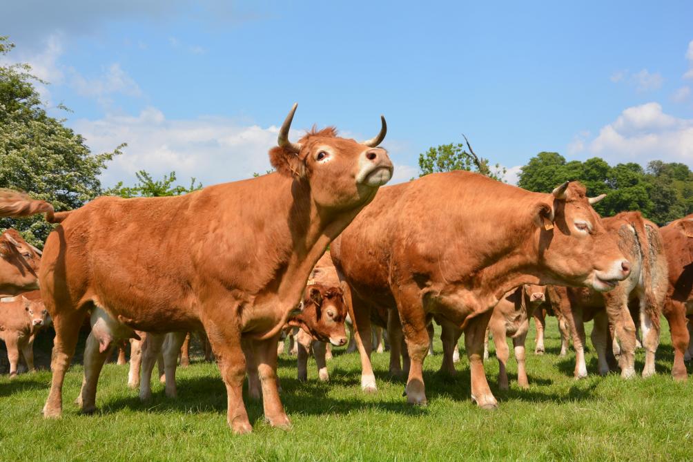 Fairebel Viande est la marque de viande de qualité qui promeut l’élevage viandeux familial belge dans toute la diversité de ses spéculations et races bovines, et ce, dans une démarche solidaire garantissant le revenu équitable des éleveurs pour leur travail!
