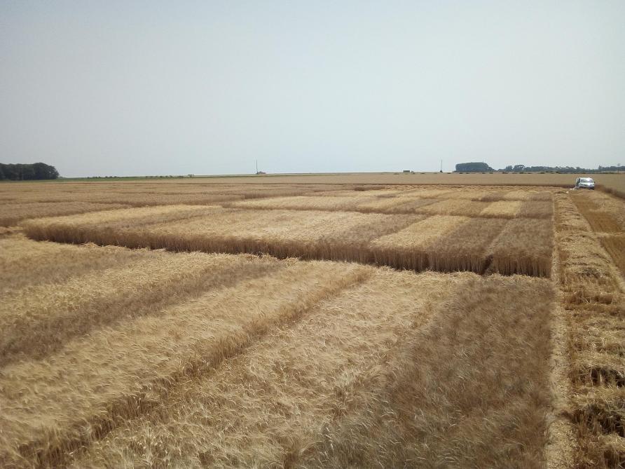 Cet été, les premiers blés durs ont été récoltés dès le 13 juillet !
