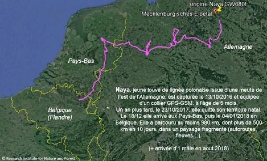 Parcours de la louve « Naya » depuis le Land de Basse-Saxe jusqu’en Flandre,  soit 700 km en 2,5 mois.