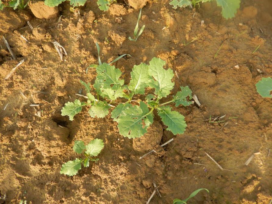 Dégâts de limaces sur feuilles de colza; on voit également un tout petit colza avec cotylédons (levée tardive) à la bordure de la photo.