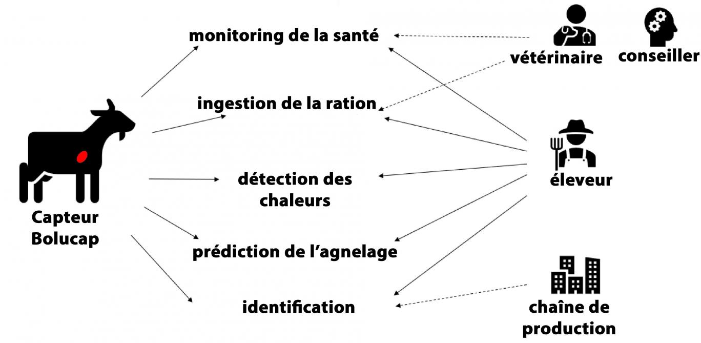 chèvres P-Y_PNG_PS (2)