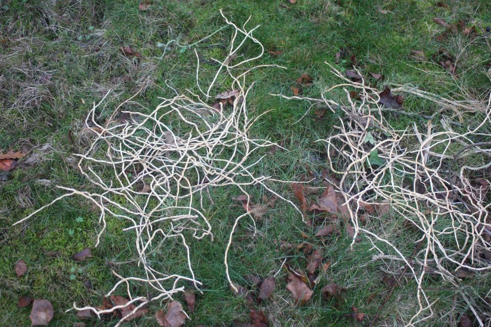 En laissant les rhizomes et racines sur la pelouse, ils se dessécheront. S