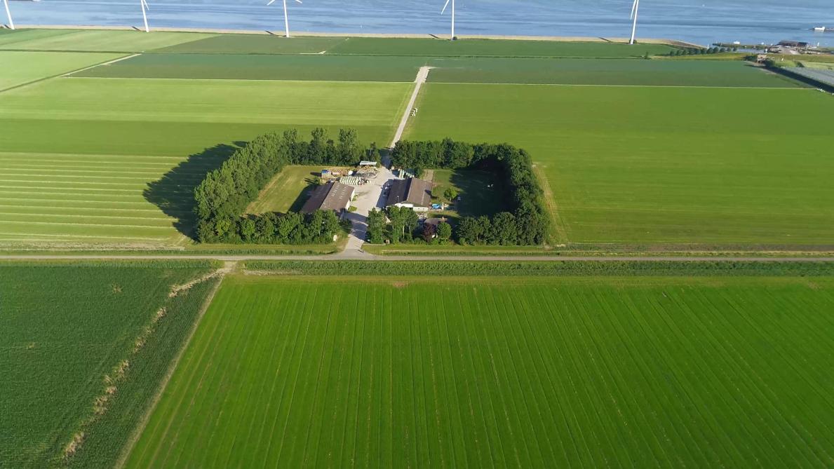 La ferme de la famille Mosselman se situe sur l’île de Goeree-Overflakkee, au sud  de Rotterdam. Elle s’étend sur une cinquantaine d’hectares bio ou en cours de conversion.