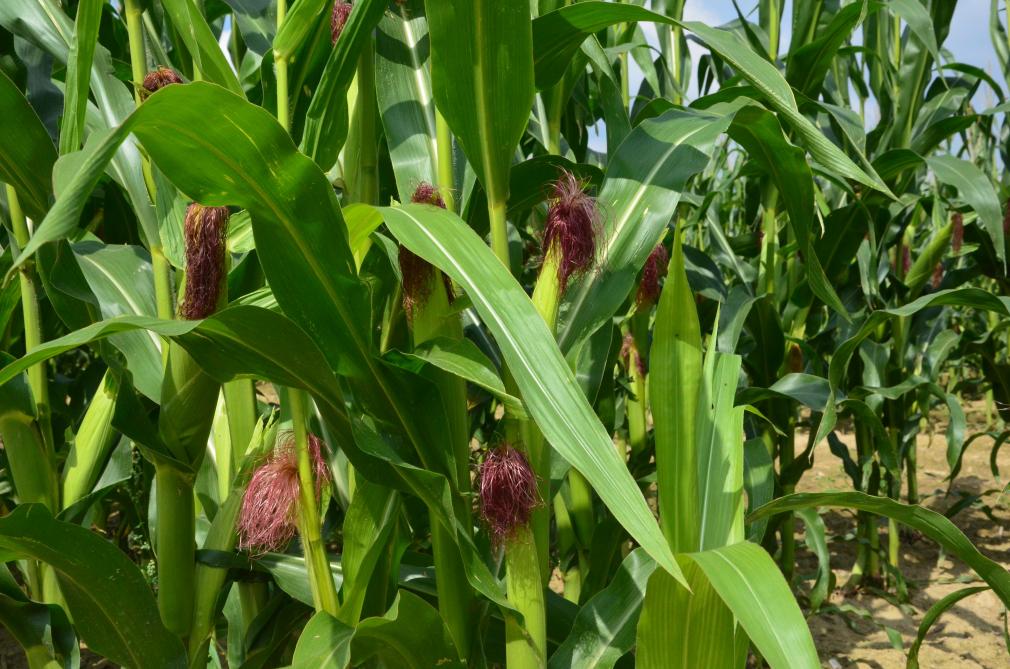 Au sein de l’Union européenne, les surfaces de l’unique OGM autorisé à la culture – la variété de maïs MON810 résistante à la pyrale – ne cessent de reculer en Espagne et au Portugal.