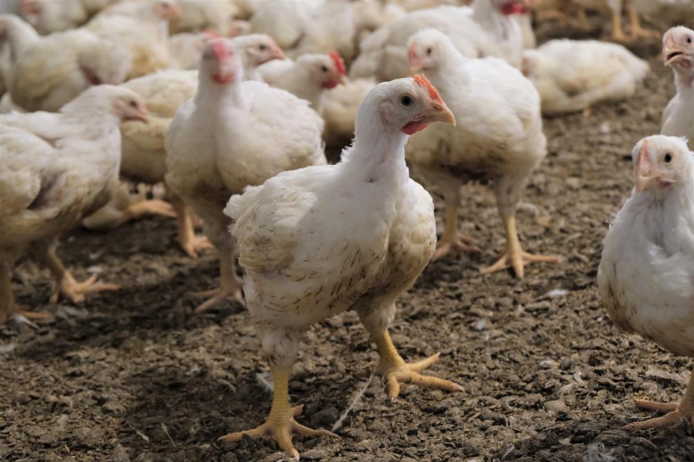 Jolien dispose d’une capacité d’élevage de 80.000 poulets de chair,  répartie à parts égales entre deux poulaillers.