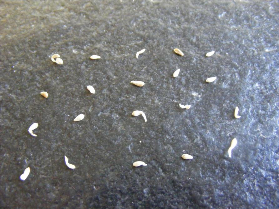 Quand le nombre de graines en germination n'évolue plus, nous pouvons réaliser le comptage définitif et estimer la proportion de semences germées.