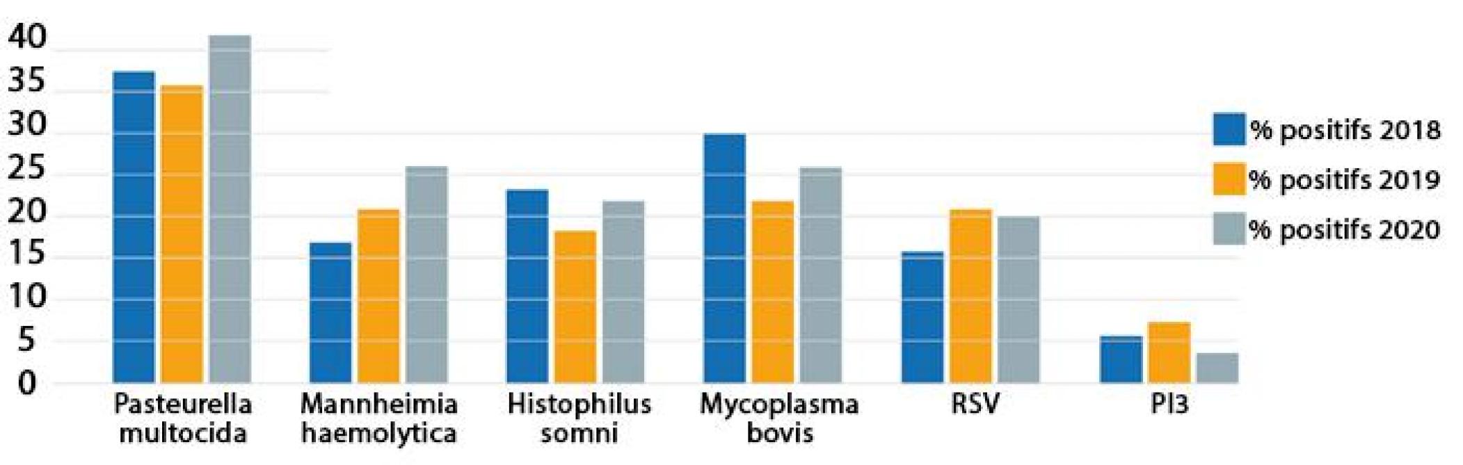 Figure 1: évolution entre 2018 et 2020 du pourcentage de poumons de bovins positifs à l’analyse PCR, selon six germes respiratoires