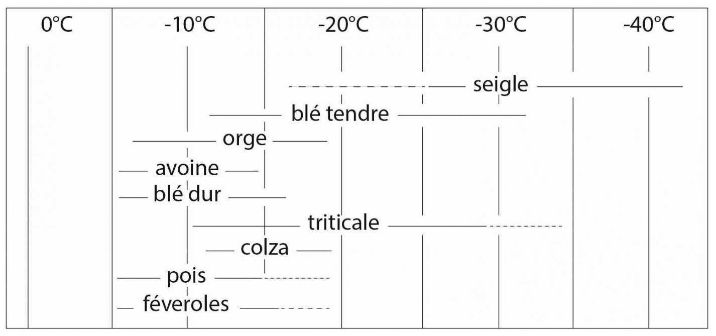 Figure: niveaux de résistance au froid et variabilité génétique dans les différentes espèces (Arvalis 2021).