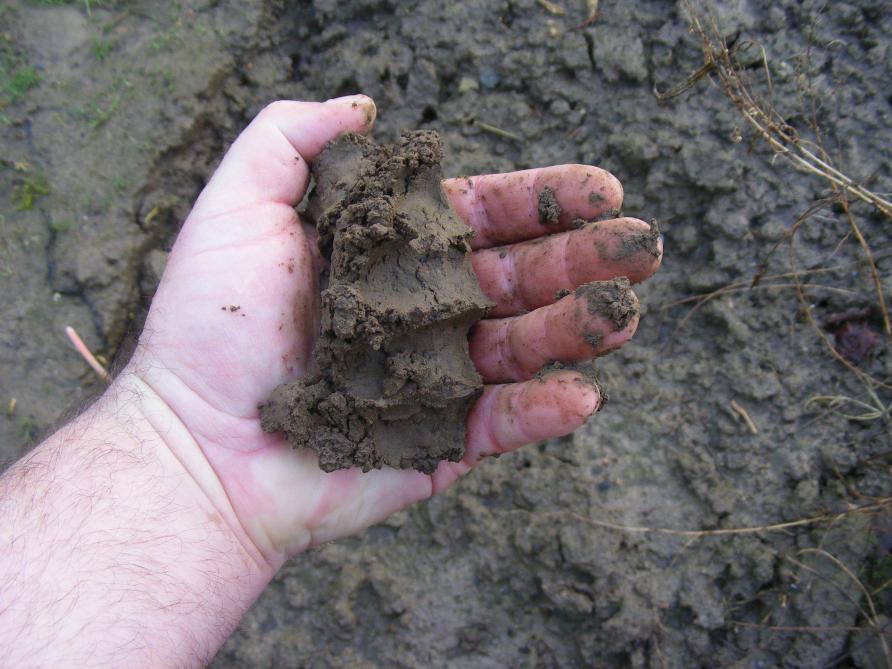 Le sol doit être parfait pour accueillir les semences prégermées. Si la terre reste compacte quand on la serre dans le poing, elle n
