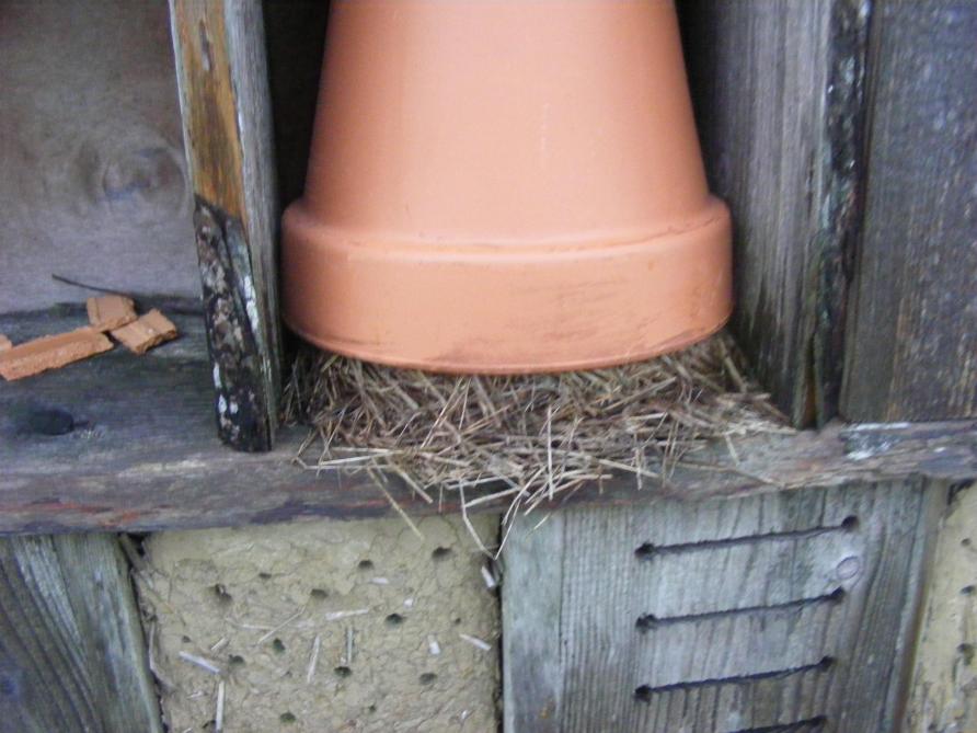 Un pot en terre cuite empli de foin ou de paille et positionné au soleil se réchauffe rapidement dès le printemps. Il ne faudra pas longtemps pour qu