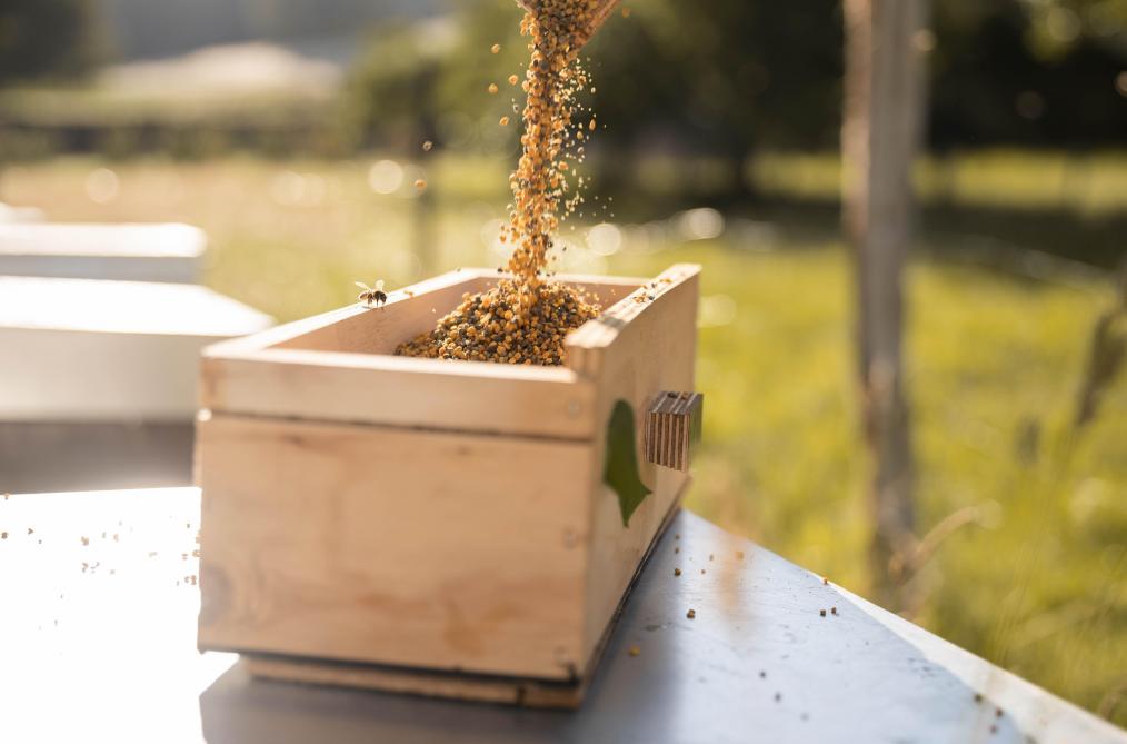 Les ruches récoltées en pollen sont visitées quotidiennement afin de garantir la qualité du pollen. La récolte se fait tôt le matin ou en soirée car la ruche n’est pas ouverte et il n’y a donc pas de risque d’y provoquer des variations de températures.
