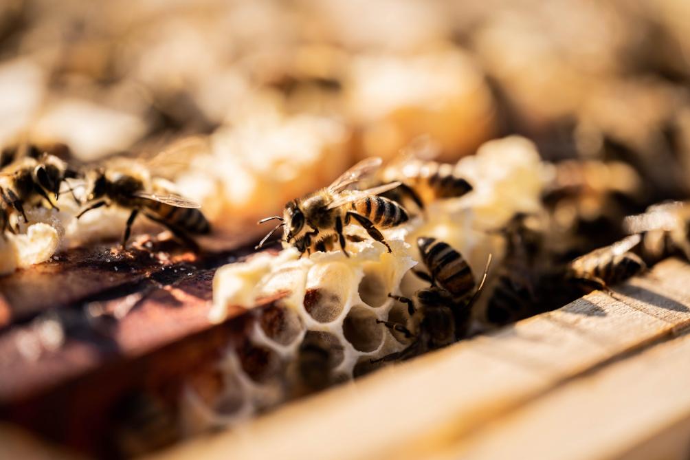 Les abeilles ont besoin que toutes les conditions soient remplies pour partir à la recherche de nectar : une floraison adéquate, l’absence de vent, un fort ensoleillement… « Comme en agriculture, les astres doivent être bien alignés quand on veut que ça se passe pour le mieux ».