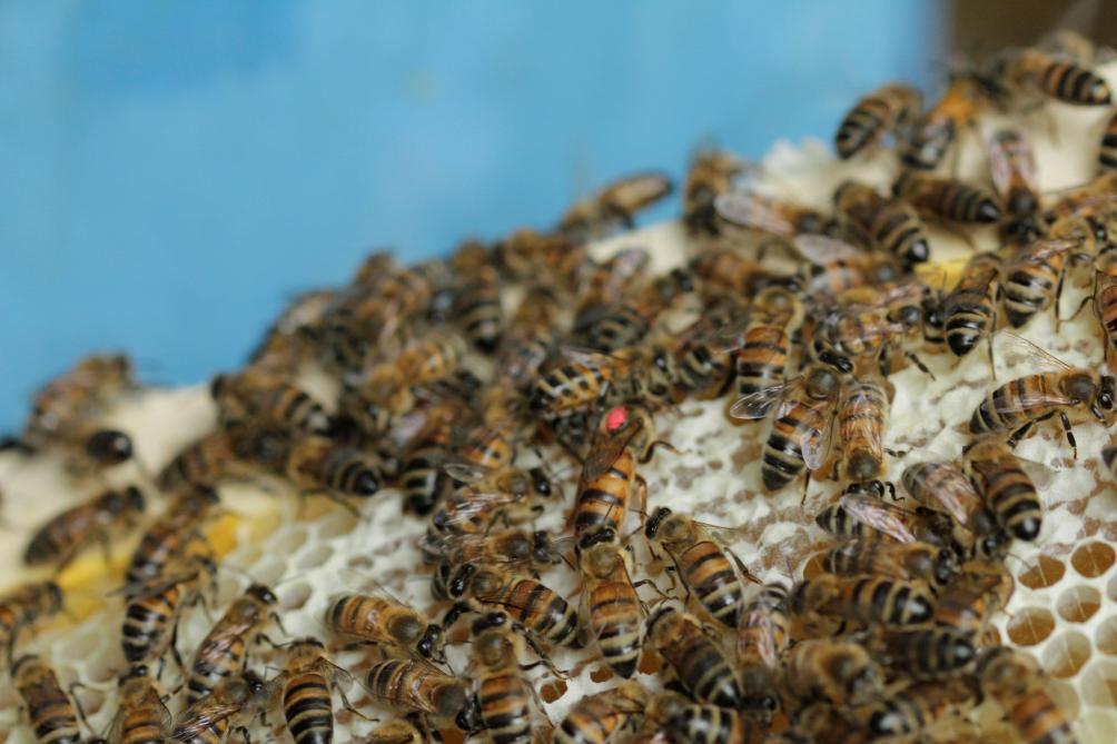 Plus de 32.500 ruches, dont une grande majorité appartient à des apiculteurs amateurs, sont recensées en Wallonie.