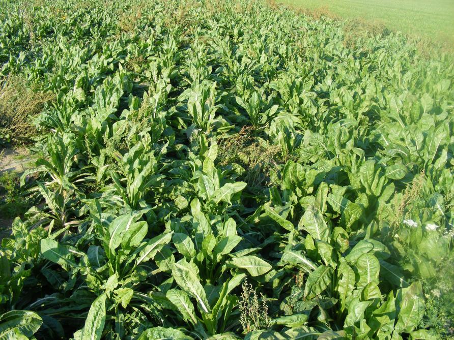 Le déherbage des champs de racines de chicons reste un point délicat à réussir pour éviter les surplus de main-d'oeuvre. Les faux-semis sont importants dans la démarche phytotechnique globale.