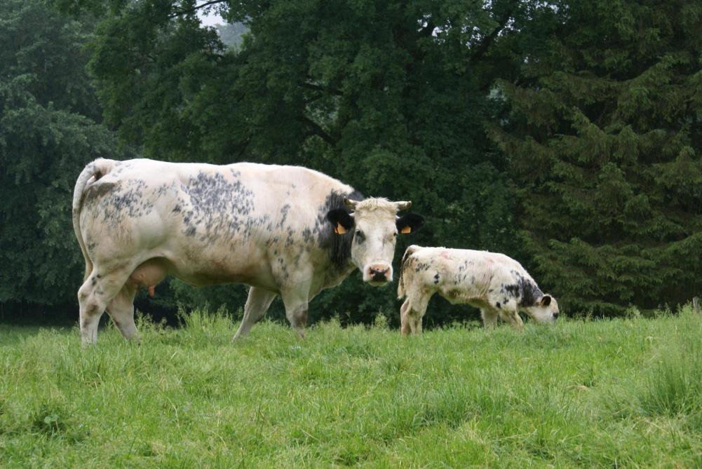 La viande belge de qualité jouit d’une image forte qui résonne bien au-delà de nos frontières.