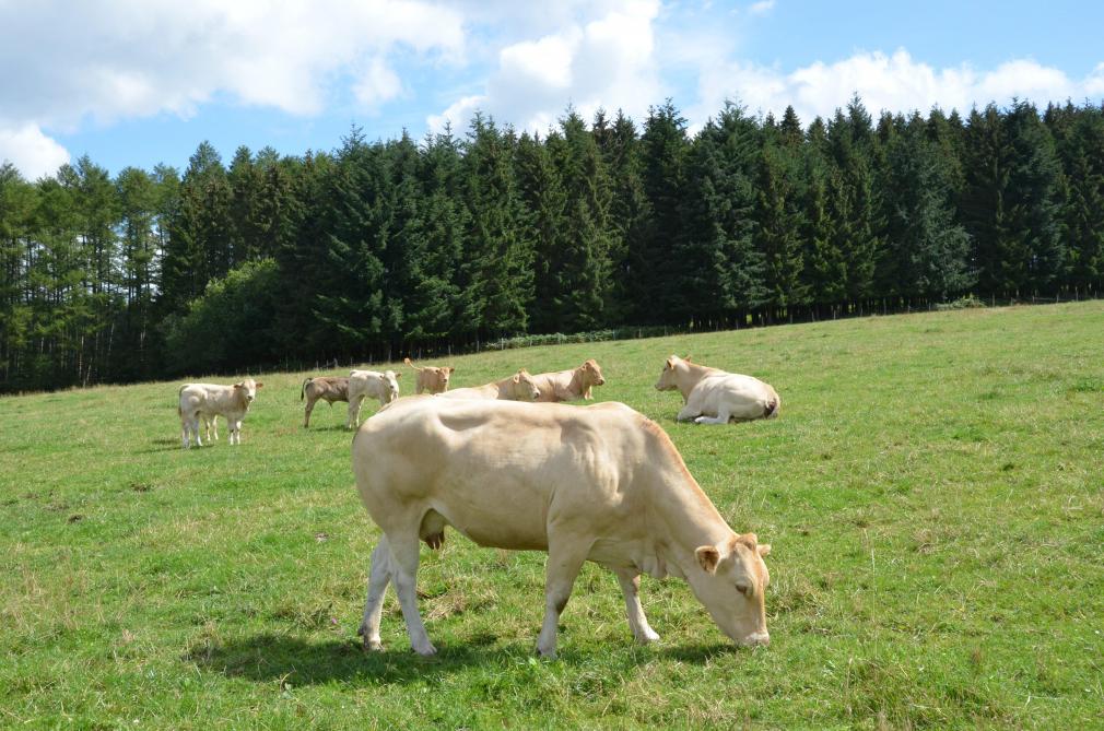 Notre pays souhaite pouvoir transférer les soutiens qu’elle accorde actuellement aux producteurs bio dans le cadre du développement rural vers les éco-régimes dès le 1er janvier 2023 sans attendre la fin des mesures agro-environnementales qui, pour certaines, courent jusqu’en 2024.