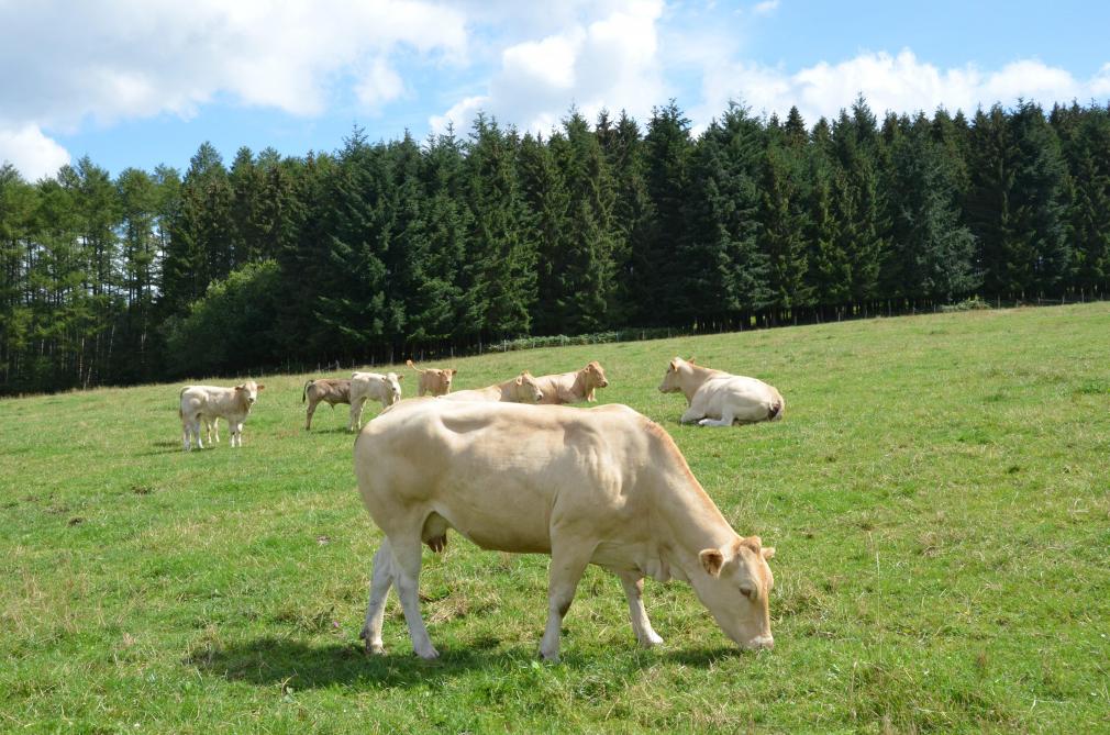 Notre pays souhaite pouvoir transférer les soutiens qu’elle accorde actuellement aux producteurs bio dans le cadre du développement rural vers les éco-régimes dès le 1er janvier 2023 sans attendre la fin des mesures agro-environnementales qui, pour certaines, courent jusqu’en 2024.