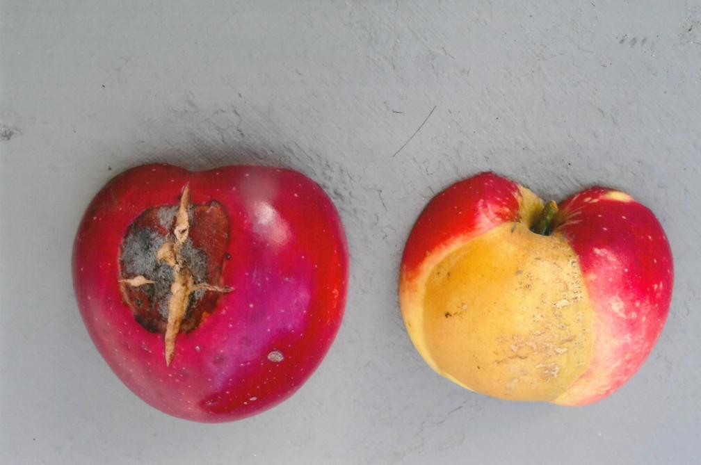 Le climat joue parfois des tours aux arboriculteurs. Ainsi, cette pomme ‘Elstar’ (récolte 2020) présente à la fois une brûlure et des dégâts dus au gel printanier.