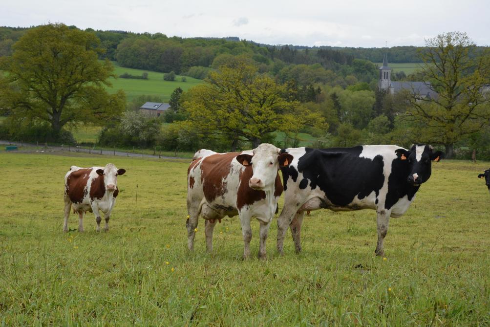 Le troupeau mêle Holstein et Montbéliarde et se compose  d’une soixantaine de têtes, dont la moitié de vaches en lactation.
