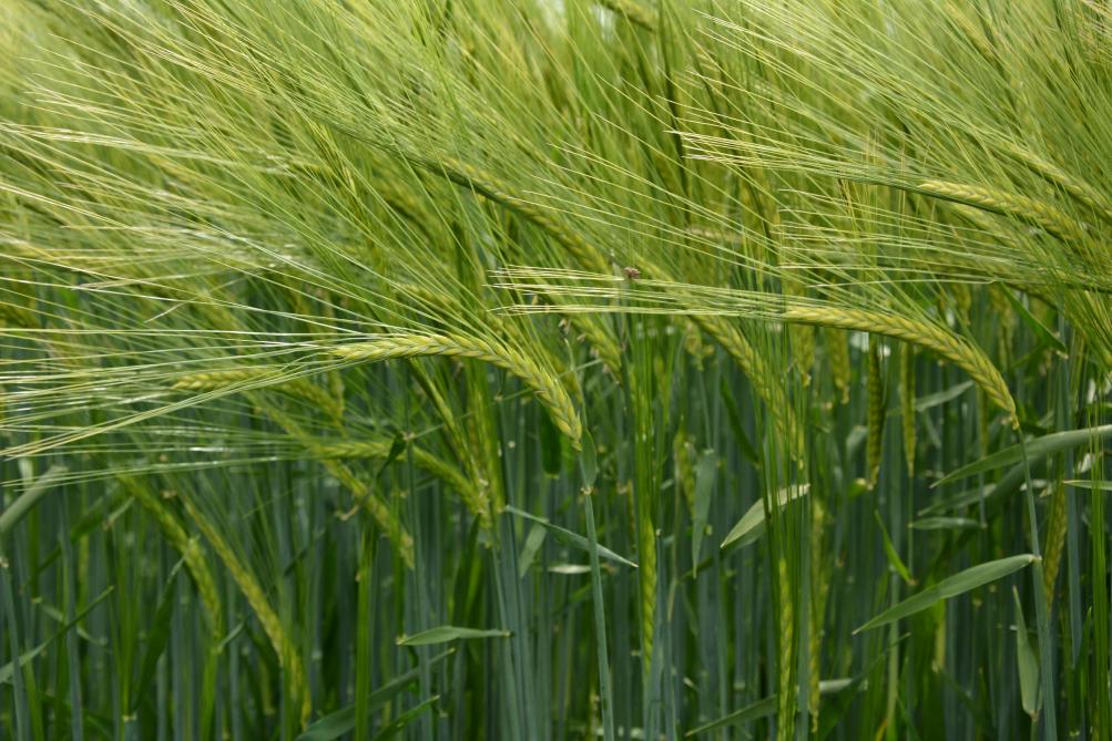 Avec Terravista, Jorion Philip-Seeds commercialisera une variété d’orge à deux rangs pour les prochains semis.