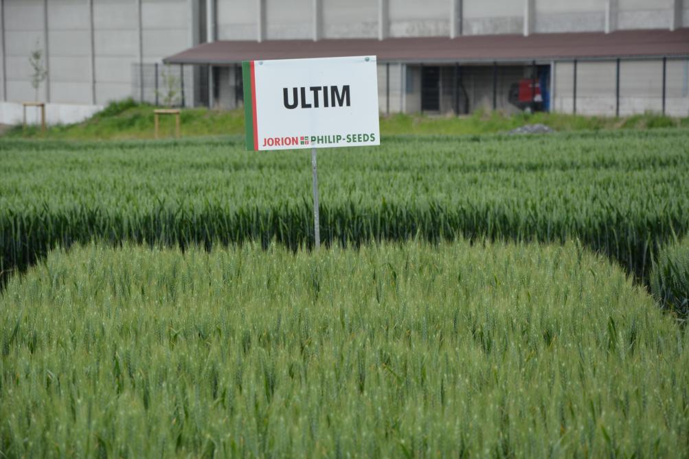 Ultim est une variété de blé panifiable typée pour les « plaines », convenant pour  les semis de froment après froment. Il est résistant à la cécidomyie orange,  au complexe de la mosaïque et au piétin-verse.