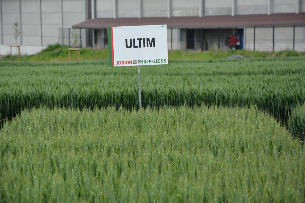 Ultim est une variété de blé panifiable typée pour les « plaines », convenant pour les semis de froment après froment. Il est résistant à la cécidomyie orange, au complexe de la mosaïque et au piétin-verse.
