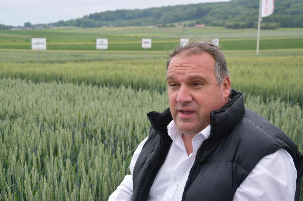 Côté froment, Michaël Nési conseille  la variété Cubitus aux agriculteurs bio.  Son rendement est qualifié de régulier,  sans dépasser celui des témoins.