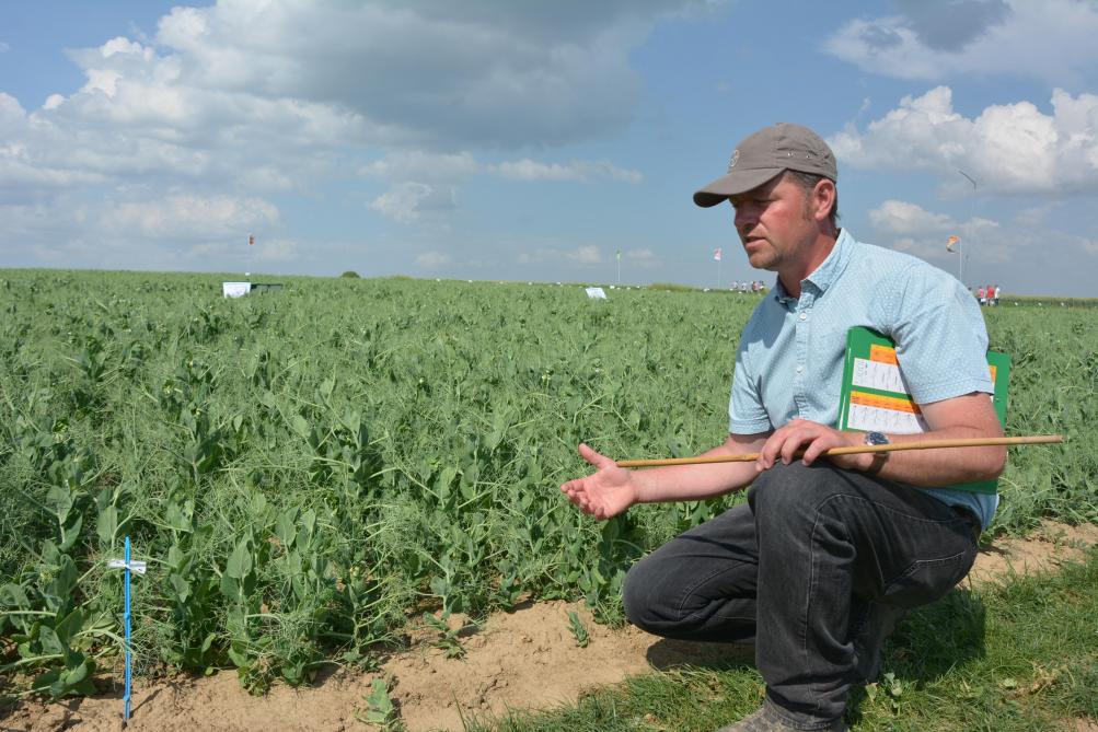 « Un nouveau produit sera bientôt agréé pour lutter contre les pucerons verts du pois,  vecteurs du virus de la mosaïque-énation », annonce Olivier Buyze.