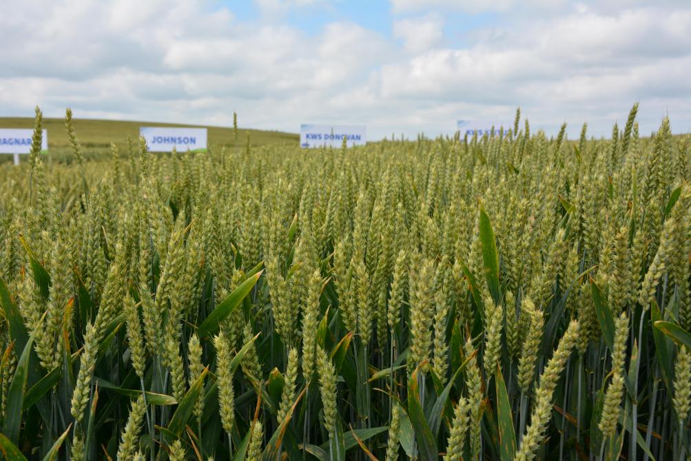 Côté froment, KWS Donovan convient particulièrement pour le semis de blé sur blé  grâce au gène de résistance Pch1 qu’intègre son patrimoine génétique.