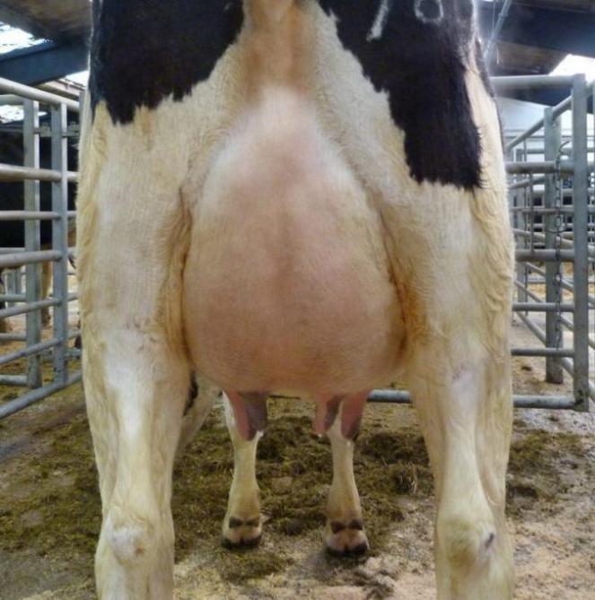 La conformation de la mamelle joue un rôle crucial dans le développement de la dermatite mammaire ulcérative. La suspension et la profondeur de la mamelle évoluent au cours  de la carrière de la vache laitière. C