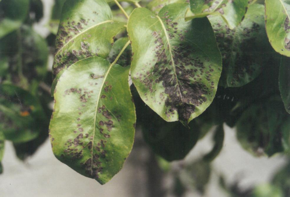 Le phytopte du poirier, un acarien de 0,2 mm, se développe dans le parenchyme  des feuilles et leur cause des dégâts. Il ne trouve guère de prédateurs naturels.