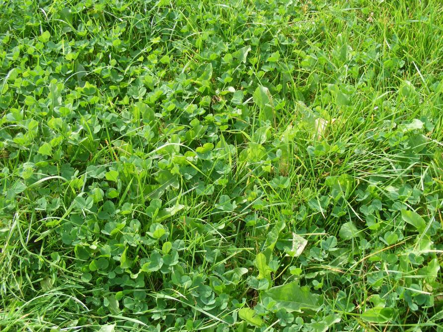 Les mélanges graminées-légumineuses peuvent apporter une bonne couverture du sol, une masse racinaire importante, une masse foliaire moyenne.