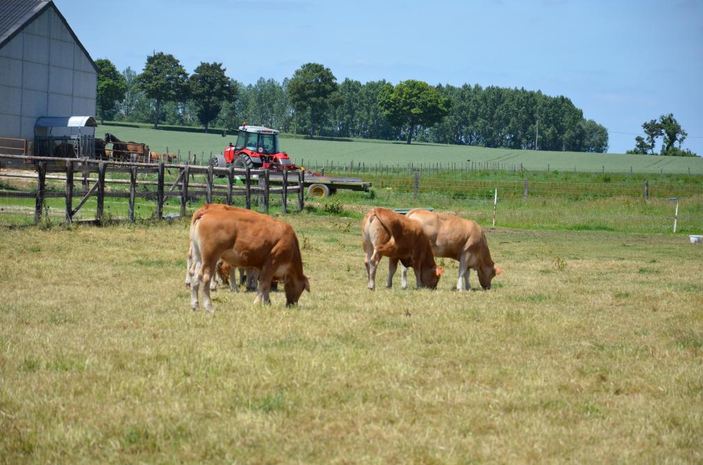 Entre 2017 et 2020, le prix moyen des terres arables a augmenté de manière moins importante que celui des prairies permanentes. Cette moyenne régionale cache cependant de grandes disparités entre les régions agricoles.