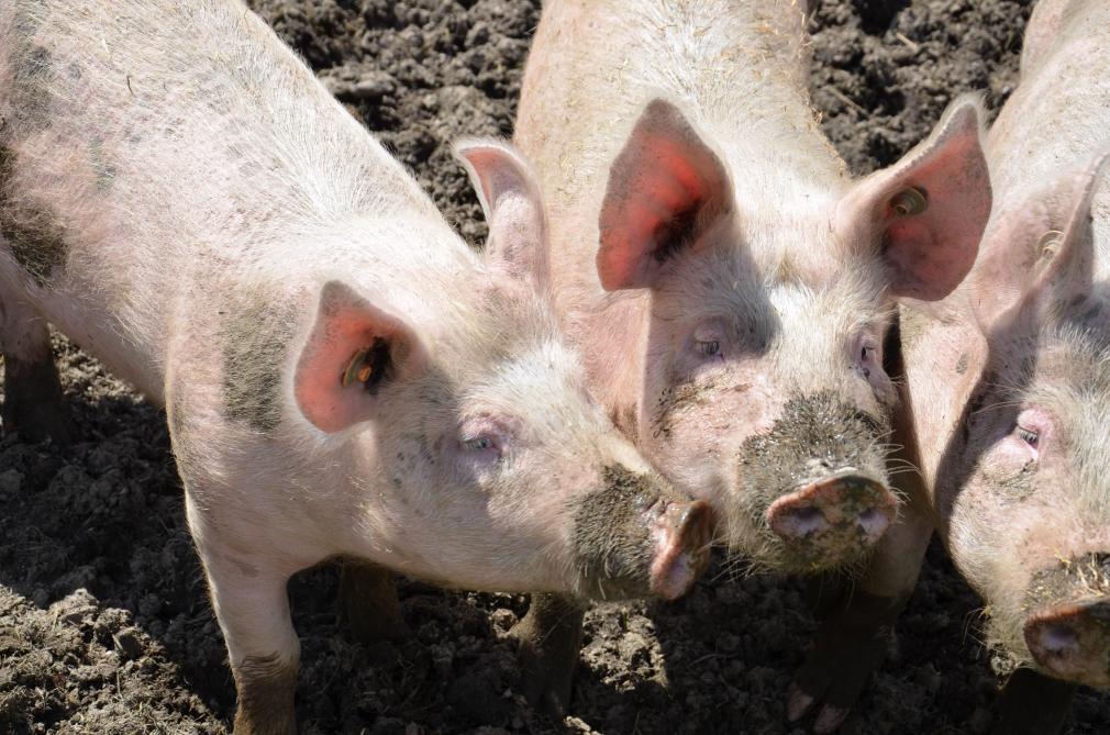 À partir de cette année, le bénéfice semi-brut augmente pour les grandes exploitations porcines. Plus précisément, les exploitations ayant vendu plus de 200 truies et/ou 5.000 porcs devront déclarer un bénéfice accru.