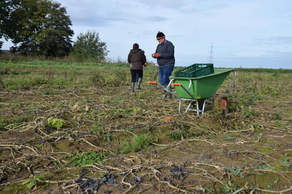 Le glanage solidaire permet de diminuer les pertes alimentaires liées à la non-valorisation de fruits, légumes ou pommes de terre, qui n’ont pas pu être récoltés par les agriculteurs. Les bénéficiaires ont accès a des produits frais et locaux, de façon encadrée, et découvrent le travail des agriculteurs.