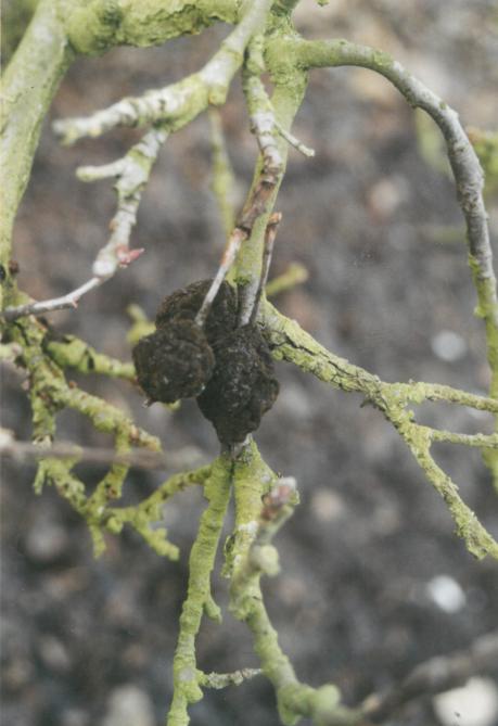 Dans les différentes espèces fruitières, des fruits momifiés suite à une attaque de moniliose ( Monilia fructigena ) peuvent être restés accrochés aux branches. Ils doivent être enlevés et détruits puisqu’ils restent infectieux pendant un temps très long.