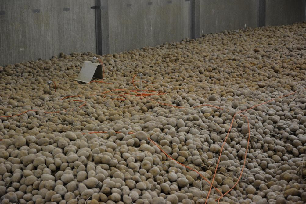 Afin de bien contrôler la température de conservation du tas, il est recommandé de disposer d’au moins une sonde de température par tranche de 200 t de pommes de terre stockées  et d’au moins deux sondes par cellule.