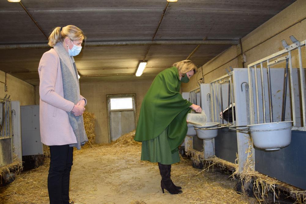 Les discussions ont été suivies d’une visite de la ferme, durant laquelle  la reine Mathilde n’a pas hésité à mettre la main à la pâte.