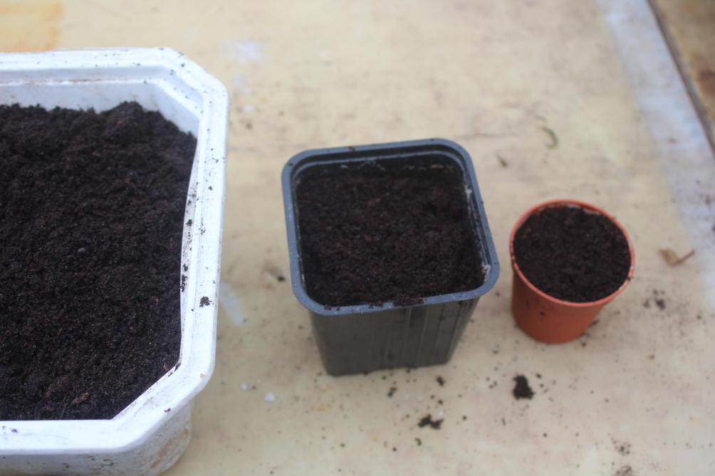 La germination se passe aussi bien dans un petit pot que dans un grand. Mais la durée de l