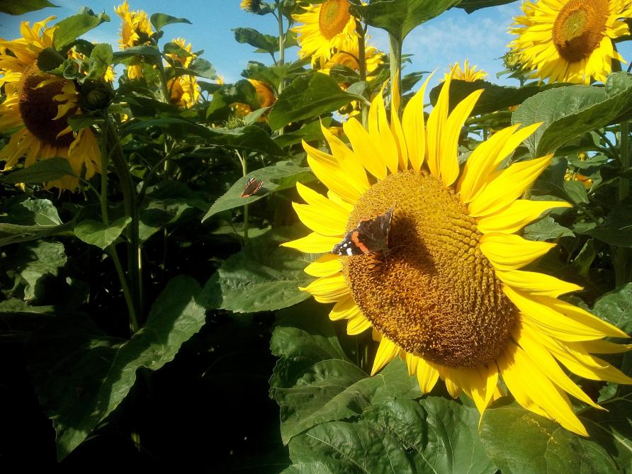 Aux avantages agronomiques du tournesol, il est important de rappeler son apport écologique. Les abeilles, bourdons et autres hyménoptères sont légions à se délecter de son nectar.