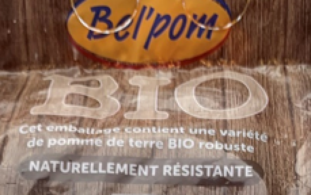 Les premières variétés robustes sont reprises dans certaines enseignes depuis 2020. Belpom est le premier négociant -préparateur belge ayant clairement indiqué qu’il emballe des variétés robustes. Ici, un exemple avec la variété Sevilla (obtenteur Niek Vos) produite en Belgique.