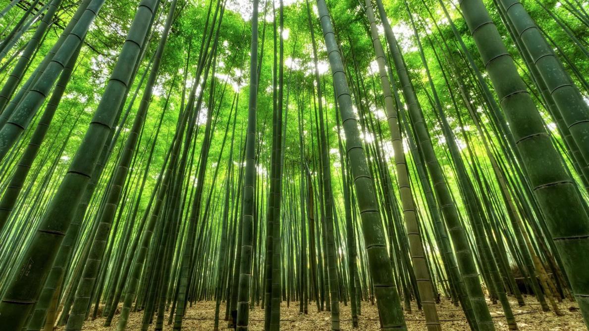 Une bambouseraie d’une dizaine d’années produit annuellement entre 500 et 2.500chaumes/ha et entre 7,5 et 15t/ha de pousses.