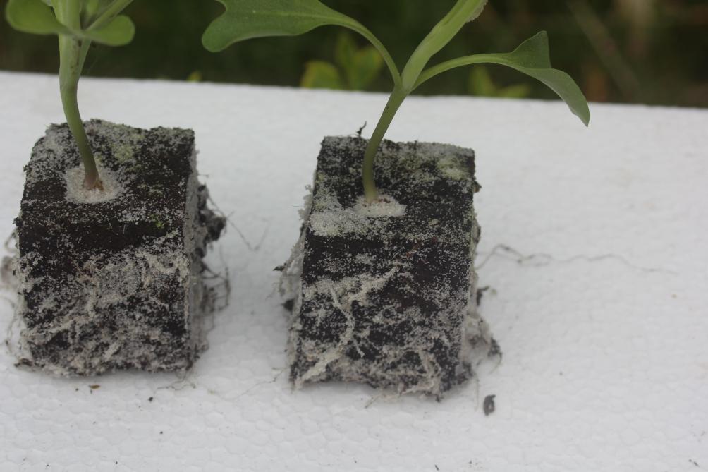 Dès que les racines émergent de la motte, la plantation peut être réalisée. La motte de 5 cm permet une attente plus longue que celle de 4 cm pour avoir de bonnes conditions de plantation.