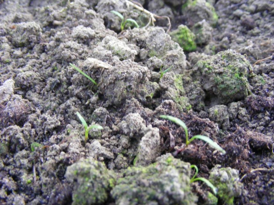 Les préparation de sol laissant des mottes grossières facilitent le passage des limaces lors des migrations nocturnes/diurnes.