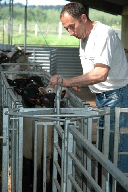 Le secret d’une exploitation ovine rentable repose dans la technicité de l’éleveur.