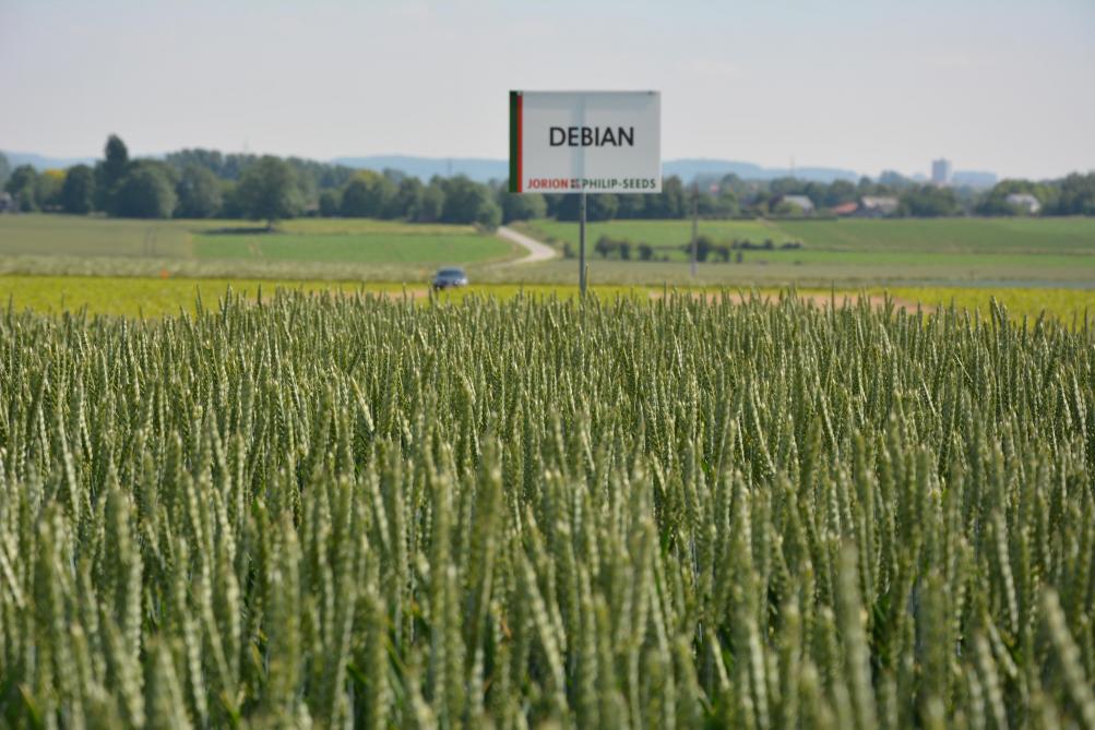D’obtention allemande, Debian fait preuve d’une bonne tolérance aux maladies et est résistante à la cécidomyie. Caractéristiques qu’elle combine avec son très bon potentiel de rendement.